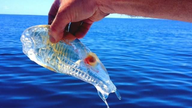 The Salp: Salps are planktonic tunicates that feed off CO2 in the water, pumping it through their transparent bodies. We should all probably say thank you to them, because they reduce the carbon levels in the water and in the air as well.
