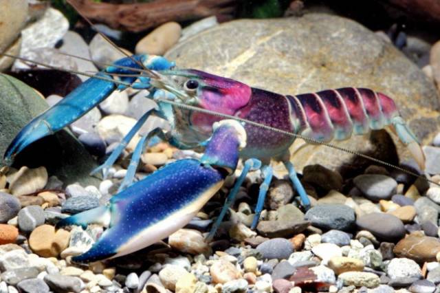 The Cherax Pulcher: This fantastically beautiful, colorful crab was discovered in Indonesia last year.