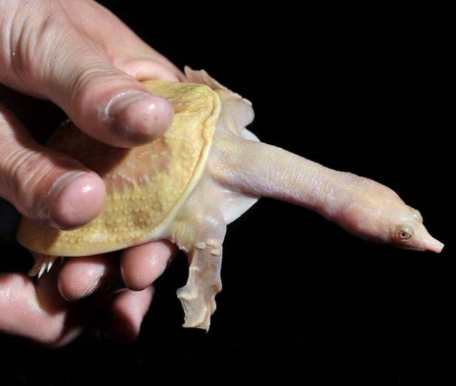 The Albino Chinese Softshell Turtle: These little turtles use their long necks and tube-like nostrils as a snorkel to breath under the water.