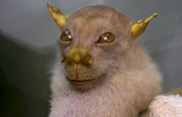 The Nendo Tube-Nosed Fruit Bat: This cute bat with unusually kind eyes and tube-like nostrils was discovered in 2009 in the forests of Papua New Guinea. It became an internet sensation as the ’’Yoda bat’’ due to its resemblance to the Jedi Master from the Star Wars movies.