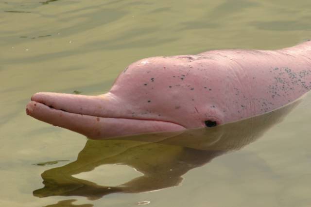 The Amazon River Dolphin: Young Amazon river dolphins, also known as pink river dolphins, are light gray, but some of them become pink as they get older. These dolphins aren’t friendly or easily trained, so they are rarely held in captivity.