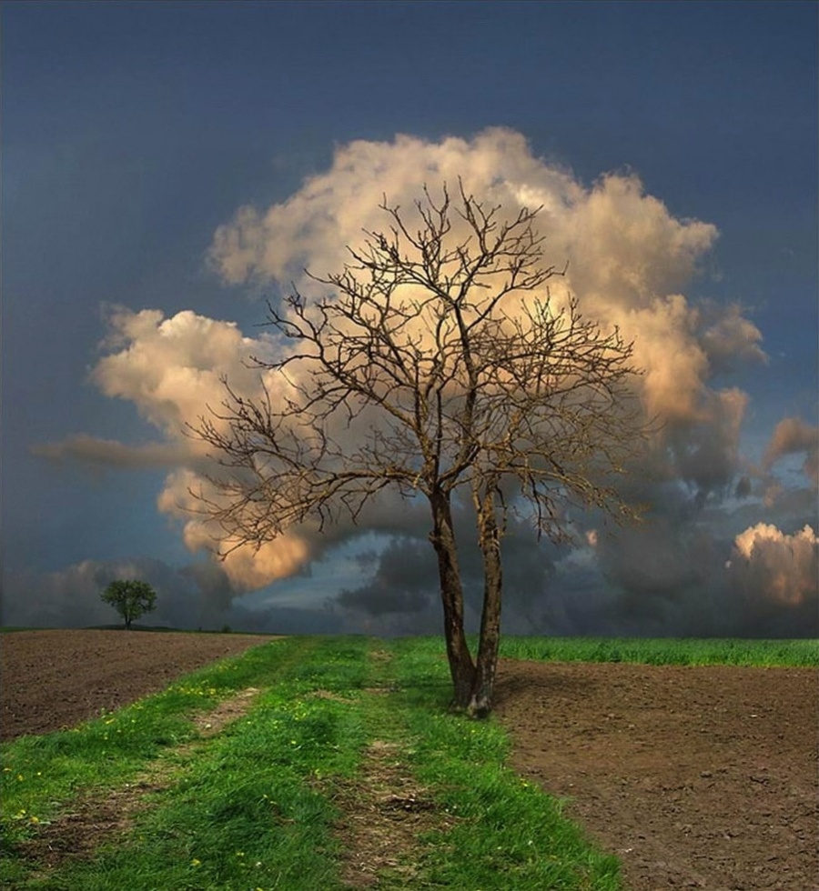 tree leafed cloud