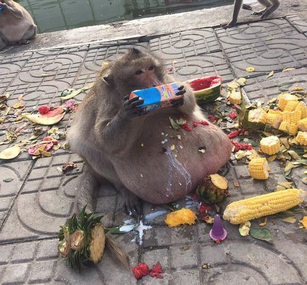 Morbidly Obese Monkey Sentenced To Fat Camp
