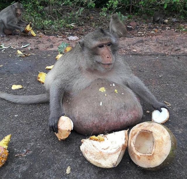 Morbidly Obese Monkey Sentenced To Fat Camp
