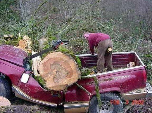 tree cutting fails