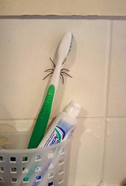 spider toothbrush