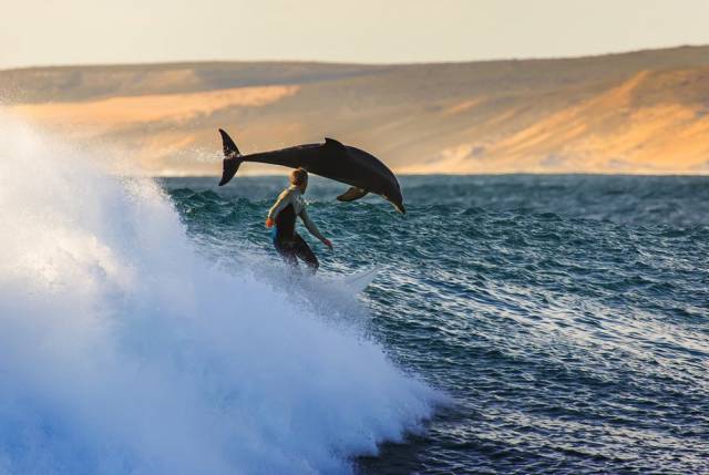 surfing with dolphins