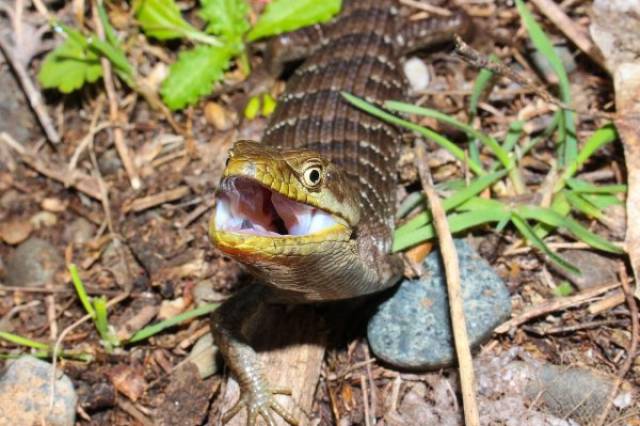 Horror Story Of A Lizard Burrowing Into A Leg