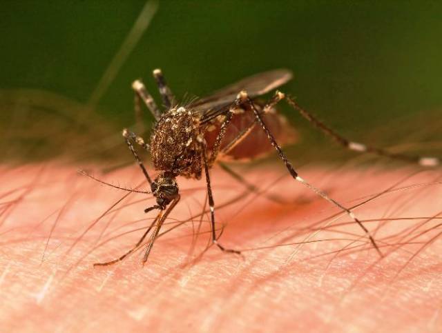 Researchers have found that people with the blood type O are 83% more likely to get bitten by mosquitoes as those with other blood types.