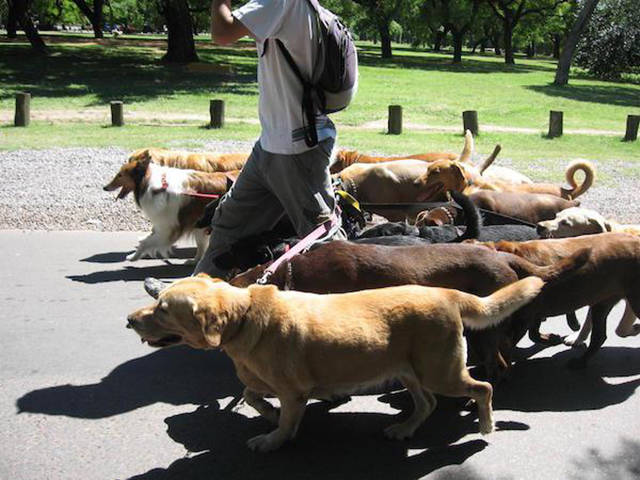In the Italian city of Turin, it is legally mandated that each dog must be walked at least 3 times per day.