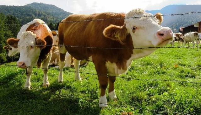 Without power, electrical fences that used to keep livestock under control would stop working, releasing 1.5 billion cows, 1 billion pigs, and 20 billion chickens into the wild.