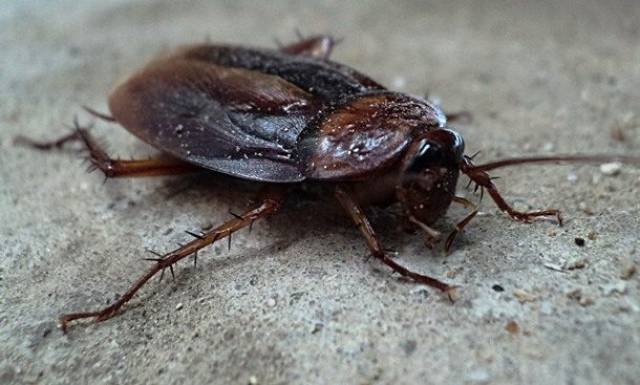 Animal pests that live in human houses such as mice, rats, and cockroaches would suffer drastic declines and possibly also extinction.