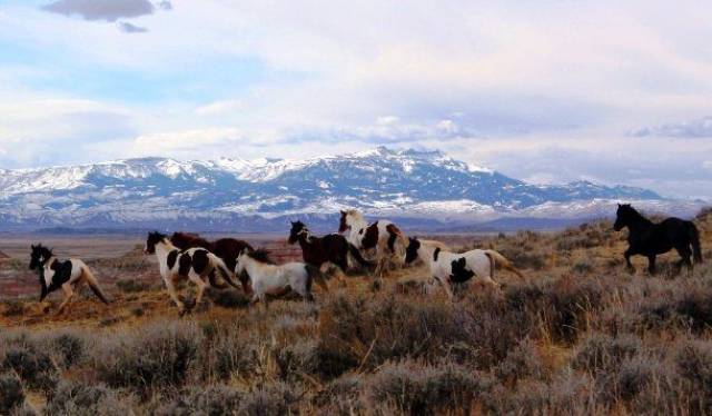 Domesticated horses would possibly revert back to their original wild lifestyles.