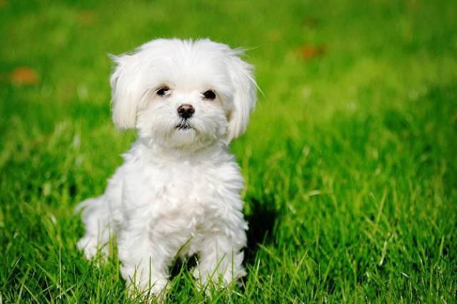 Small dog breeds whose survival instincts and features have been purposely bred out by humans would be killed off by larger and stronger creatures.