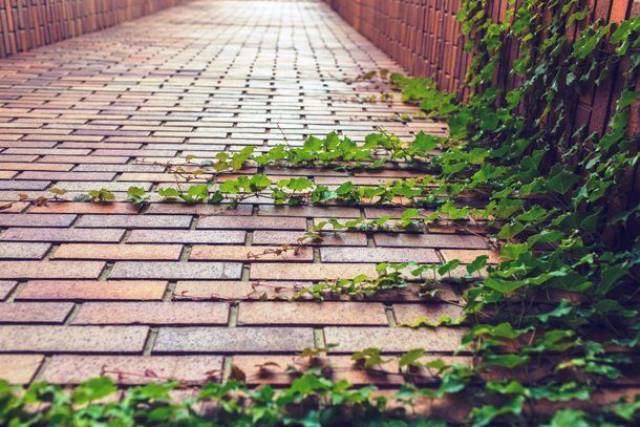 Within just 25 years after human disappearance, most of the planet’s paved city streets and sidewalks would be covered in vegetation.