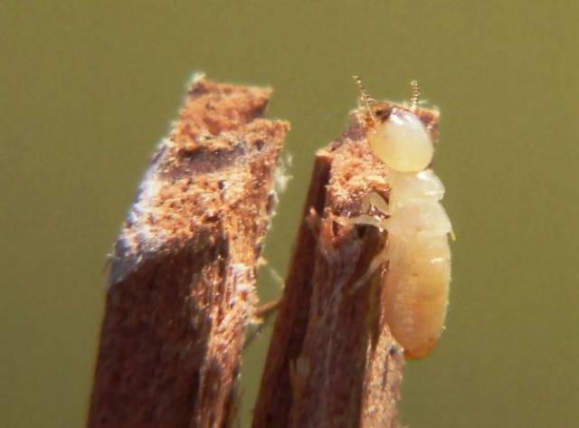 After some time, houses made of wood would be completely eaten away by termites.