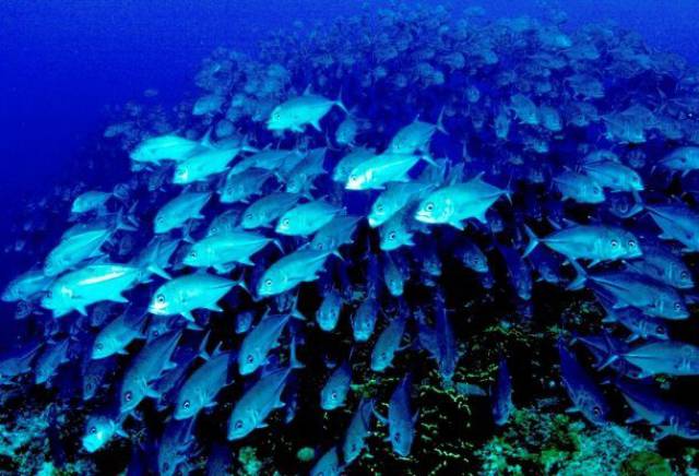 The oceans would be soon full of fish and marine wildlife, almost equal to what it was before humans started to exploit it.