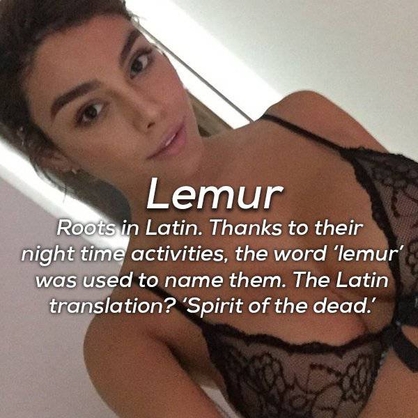 girl - Lemur Roots in Latin. Thanks to their night time activities, the word 'lemur' was used to name them. The Latin translation? 'Spirit of the dead.