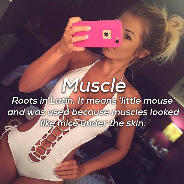 photo caption - Muscle Roots in Latin. It means 'little mouse' and was used because muscles looked mice under the skin.