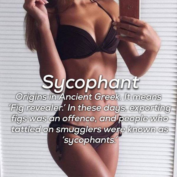 lingerie - Sycophant Origins in Ancient Greek. It means 'Fig revealer. In these days, exporting figs was an offence, and people who tattled on smugglers were known as 'sycophants.