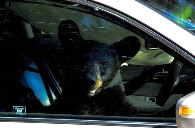 bears in cars