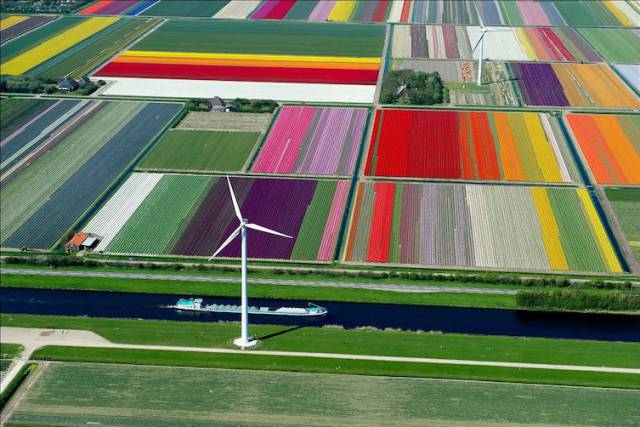 Dutch tulip fields are simply stunning.