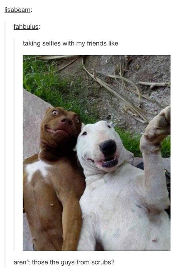 tumblr - funny dog - lisabeam fahbulus taking selfies with my friends aren't those the guys from scrubs?