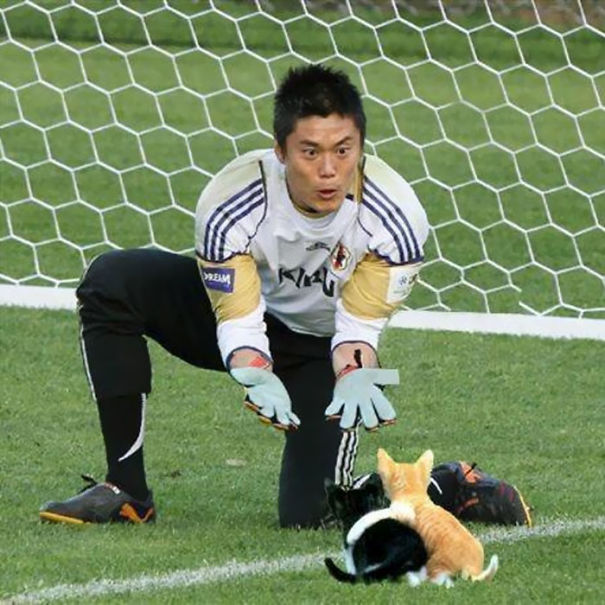 soccer balls replaced with cats - Em