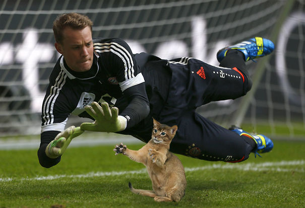 goalkeeper cat photoshop