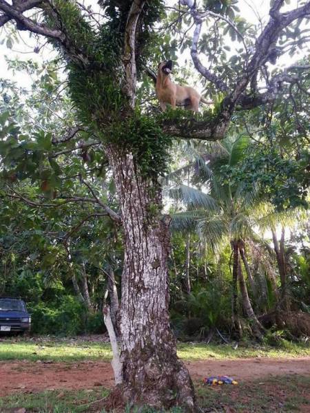 dog climbing tree