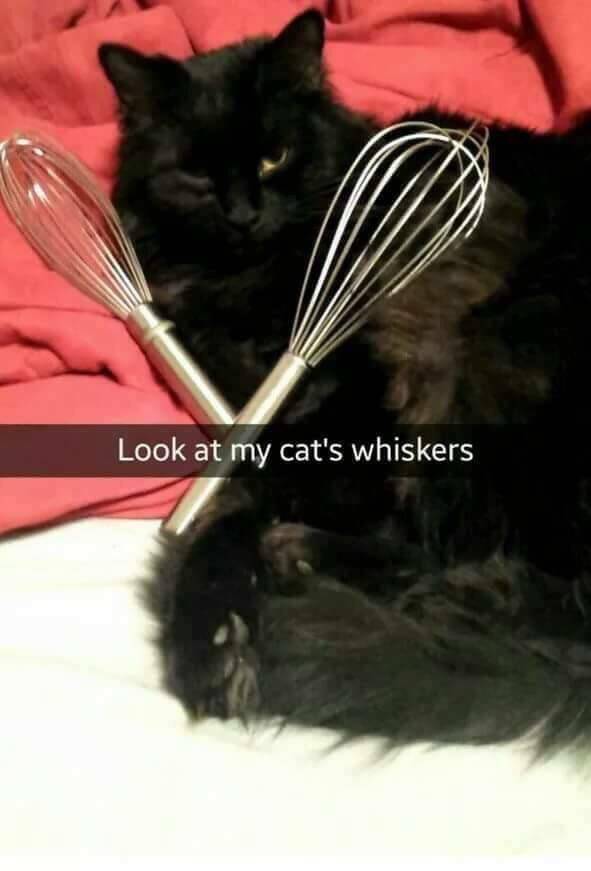 look at my cat's whiskers - Look at my cat's whiskers
