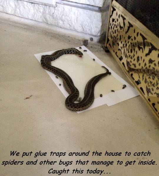 bug glue traps - We put glue traps around the house to catch spiders and other bugs that manage to get inside. Caught this today...