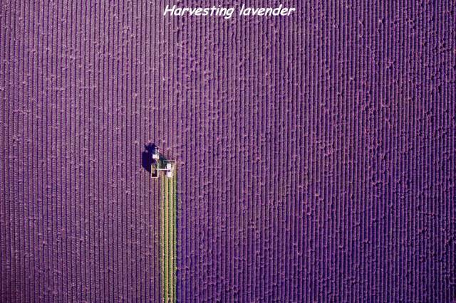 drone photography winner - Harvesting Vavender Hrh Hote