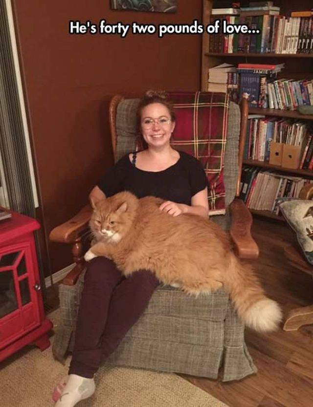 funny floof - He's forty two pounds of love...