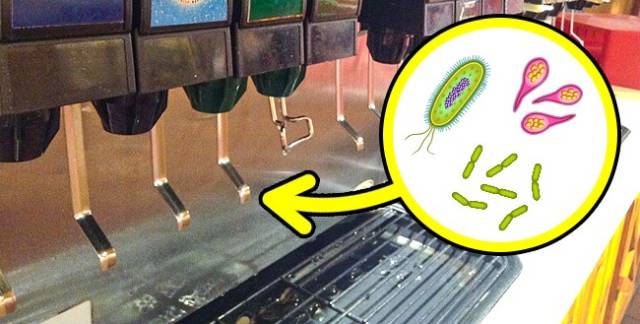 Soda fountains are terribly dirty. Soda fountains in fast food places are difficult to wash. Imagine how many bacteria, germs, and mold are there. The sugary environment makes very good conditions for these "dwellers."