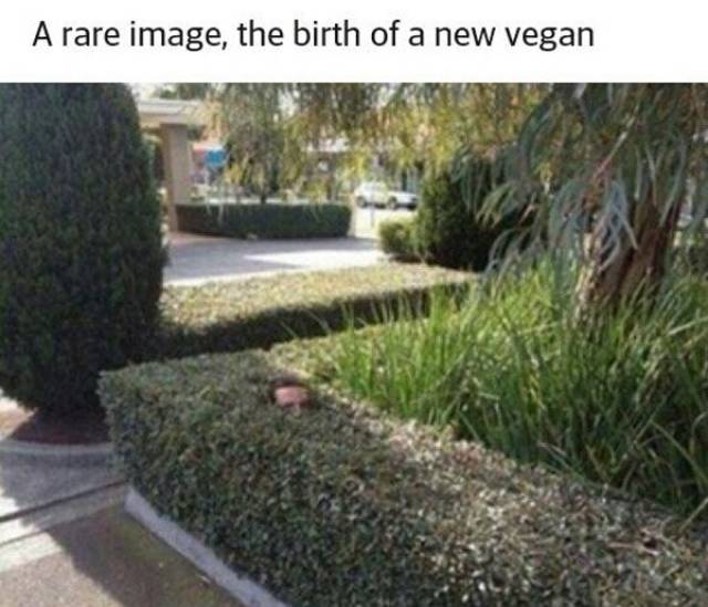 birth of a vegan meme - A rare image, the birth of a new vegan