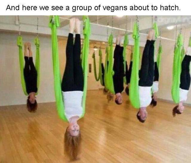 vegans about to hatch - And here we see a group of vegans about to hatch.