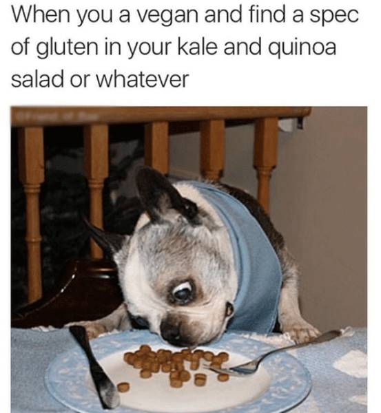 funniest animals in the world - When you a vegan and find a spec of gluten in your kale and quinoa salad or whatever