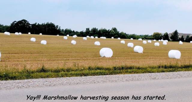 แผนที่ สวน รถไฟ - Yay!!! Marshmallow harvesting season has started