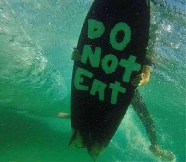 surfboard do not eat - Not