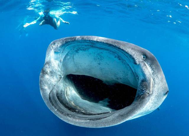 big whale shark