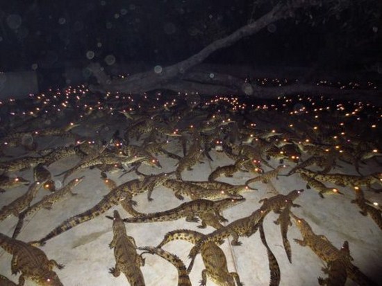 floor full of lizards