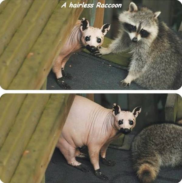 naked raccoon - A hairless Raccoon