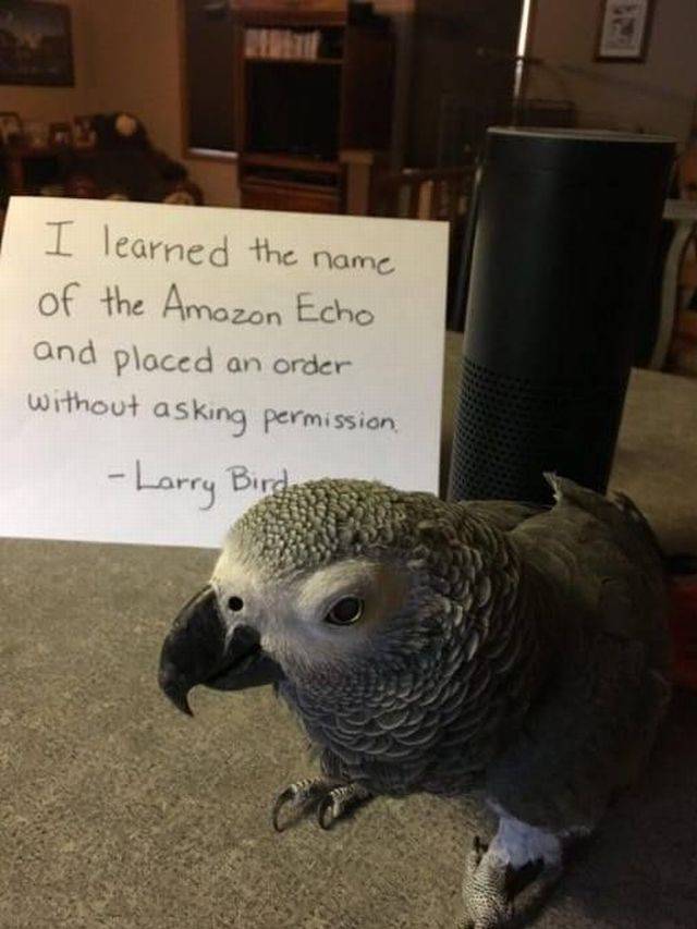 pet shaming - I learned the name of the Amazon Echo and placed an order without asking permission Larry Birds