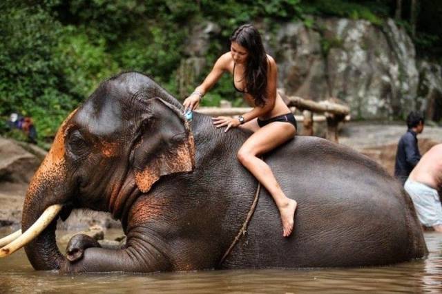 random pic sexy girl with elephant