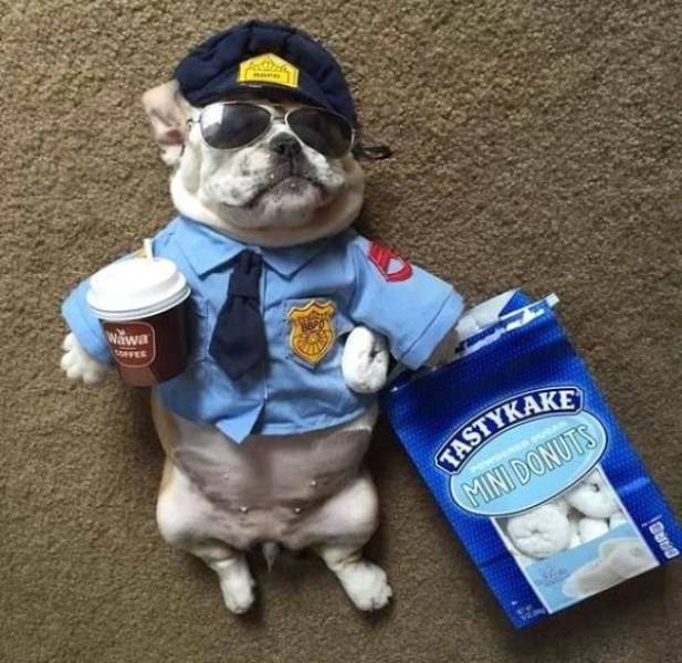 random pic dogs in cop costumes - Wawa Offes Tastykake Mini Donuts
