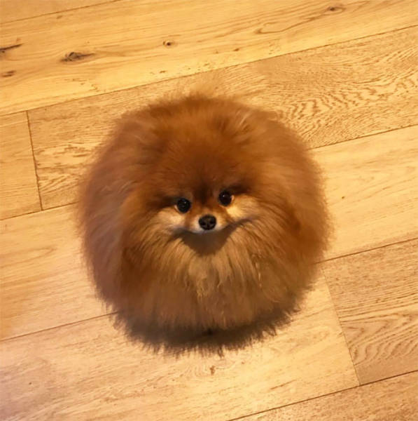 Pomeranians Are Actually Bath Bombs