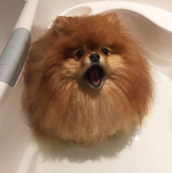 Pomeranians Are Actually Bath Bombs