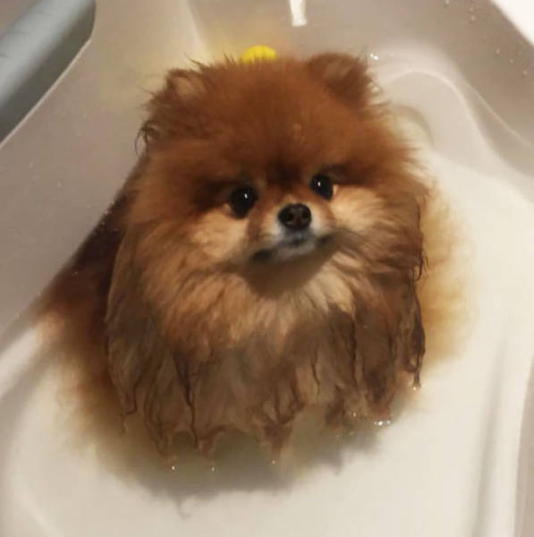 Pomeranians Are Actually Bath Bombs