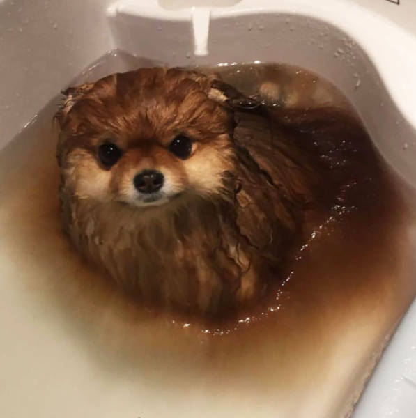 Pomeranians Are Actually Bath Bombs